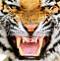 Tiger***hacker